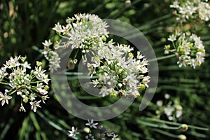 Nothoscordum gracile, plants and flowers by the end of summer,Zagreb, Croatia