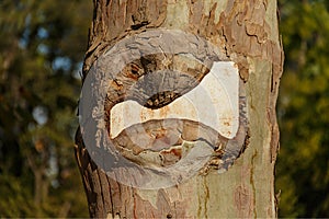 Notice plate on a tree