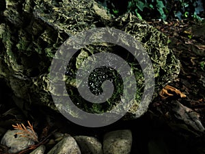 Water droplets on the spider web