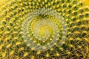 Notocactus graessneri cactus crown spiral pattern