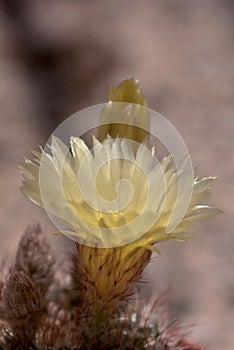 The notocactus with its unique flower