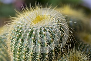 Notocactus leninghausii from Brazil, Yellow Tower