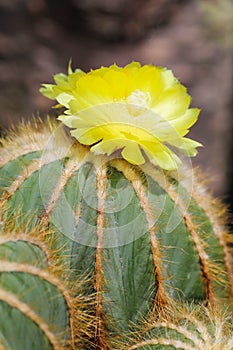 Notocactus magnifica cactus with yellow flowers