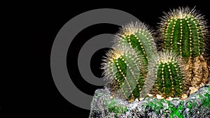 Notocactus magnificus on dark background. Ornamental plant on artisan planter