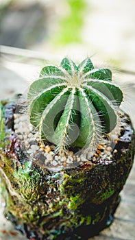 Notocactus magnificus on handmade concrete artisan pot