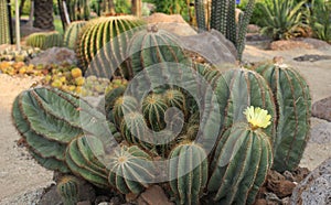 Notocactus magnificus photo