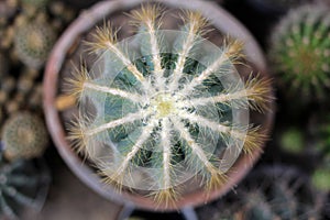 Notocactus Mammulosus cactus on pot, top view.