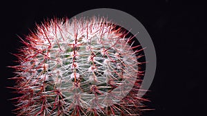 Notocactus (Parodia) rutilans - round cactus with red spines in the botanical collection