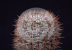 Notocactus (Parodia) rutilans - round cactus with red spines in the botanical collection