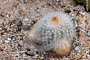 Notocactus or Parodia tenuicylindrica is a genus of flowering plants in the cactus family Cactaceae, Endemic to South America.