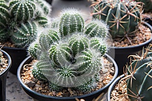 Notocactus schumanianus  , White thorn cactus planted in a black pot in the nursery