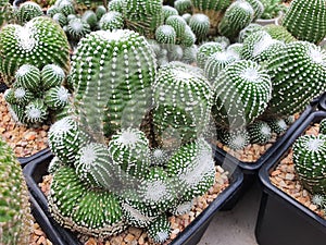 Notocactus Scopa cv. Inermis Cristata cactus Green succulent plant with short white hairs. photo