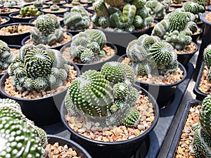 Notocactus Scopa cv. Inermis Cristata, a green succulent cactus with many shapes. photo