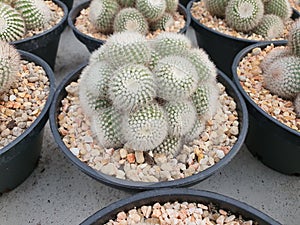 Notocactus Scopa is a globular cactus. photo