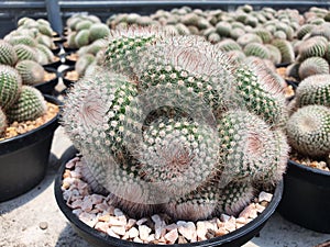 Notocactus Scopa is a globular cactus. photo
