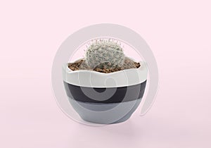 Notocactus scopa pots placed on the pink background photo