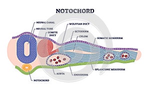 Notochord as cartilaginous skeletal rod with structure outline diagram