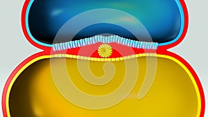 Notochord formation