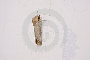 Notodontidae moth