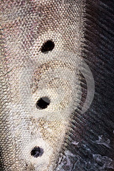 Notopterus chitala fish.