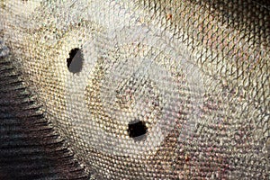 Notopterus chitala fish.