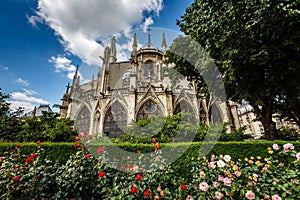Notre Dame de Paris Cathedral with Red and White Roses