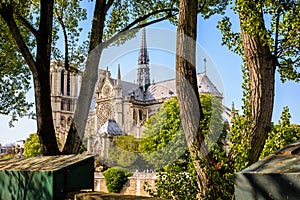 Notre-Dame de Paris cathedral seen through the poplar trees on the wharf of the Seine river