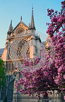Notre - Dame de Paris in the sping