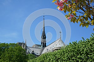 Notre-Dame de Paris Spire and roof Pink cherry blossoms