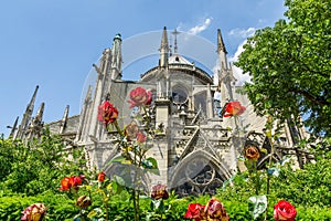 Notre Dame from Garden