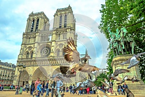 Notre Dame pigeon flight