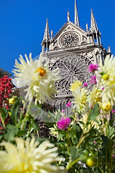 Notre Damme cathedral, Paris and flowers.