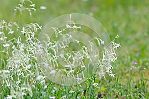 Nottingham catchfly blooming with white small flowers