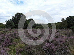 landscapes photography of Nottingham forest photo