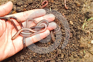 Nourishing earthworm.