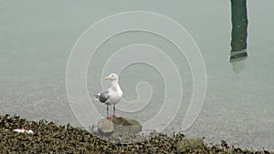 Nouth American Seagull