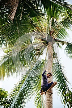 Asian man climbing coconut tree in Southeast asian country