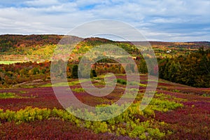 Nova Scotia Canada blueberry field fall forest