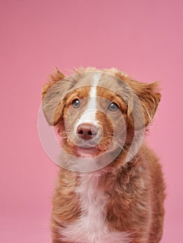 Nova Scotia duck retriever puppy on a pink background. Charming Dog in the studio.