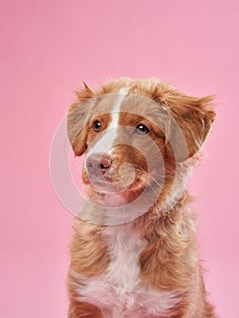 Nova Scotia duck retriever puppy on a pink background. Charming Dog in the studio.