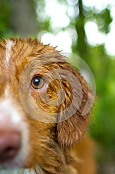 Nova Scotia Duck Toller