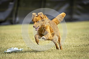 Nova Scotia Duck Toller dog on the lure course