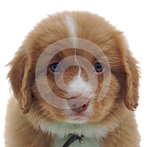 Nova Scotia Duck Toller puppy