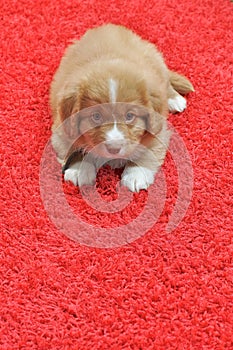 Nova Scotia Duck Toller puppy