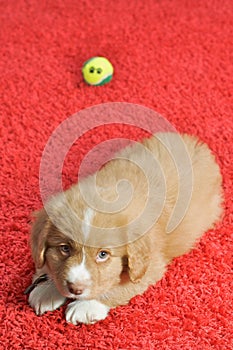 Nova Scotia Duck Toller puppy