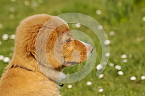 Nova Scotia Duck Toller puppy