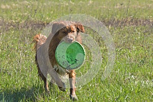 Nova Scotia Duck Toller Retriever dog outdoor portrait runing with frisbee.