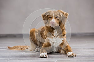 Nova Scotia duck tolling Retriever