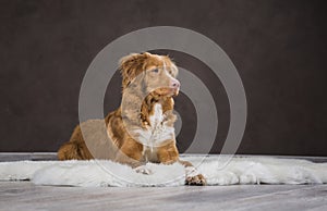 Nova Scotia duck tolling Retriever