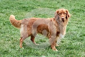 Nova Scotia Duck Tolling Retriever